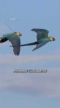 Spix's Macaw: The tragic true story behind the movie Rio