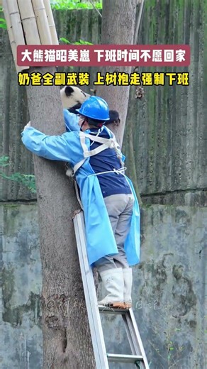 收猫困难户 #大熊猫昭美 #大熊猫宝宝又调皮了 #我们的熊猫宝宝被很多人爱着 #饲养员和小神兽