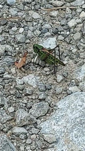 When The Grashopper Wakes Up ...