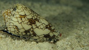 Slow Moving Cone Snail Across Seabed Stock Footage Video (100% Royalty-free) 1014882004 | Shutterstock