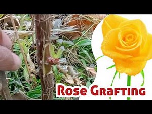 How to Grafting Roses in late winters ? Chip budding Tips and Tricks / Easy Rose Propagation hacks