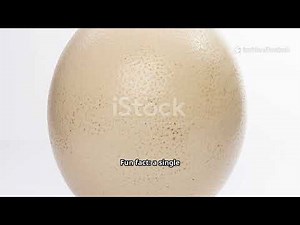 "Amazing Facts About Birds You Didn’t Know 🐦✨"