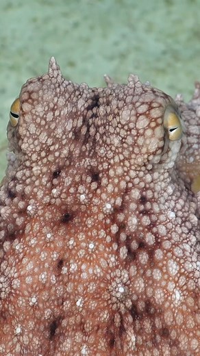 “Cephalopod pupils come in all different shapes (U-shaped, W-shaped, round, rectangular); the vast majority are colorblind- and they have panoramic vision!” The @octonation has a great blog about octopuses’s eyes: “Dilating their pupils can aid their deimatic (threat or startle) displays by making predators think twice about attacking because those massive eyes could be attached to a big body.” There’s always a great deal of joy and celebration when Remotely Operated Vehicle SuBastian encounters