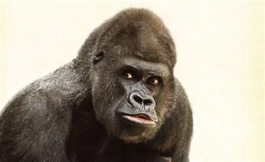Gut Microbes May Have Aided the Evolution of the Human Brain | Microbiology