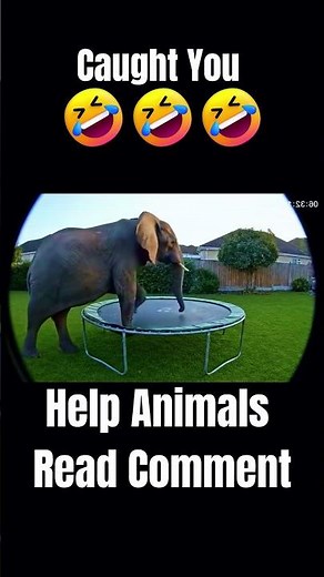 Elephant Caught Jumping on a Trampoline! 🐘😂