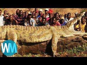 Top 10 Most Insanely COLOSSAL Animals of All Time