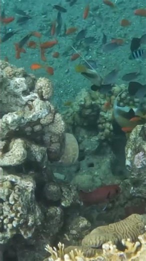 Electric Predator on the Move: Torpedo Ray Surrounded by Curious Reef Fish ⚡🐠✨
