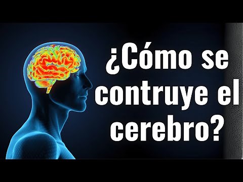 Mecanismos celulares de construcción del Sistema Nervioso #cerebro #neuropsicologia
