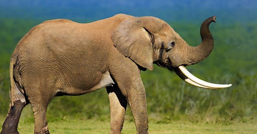 7 Animals That Have Tusks (and How They're Different From Horns)