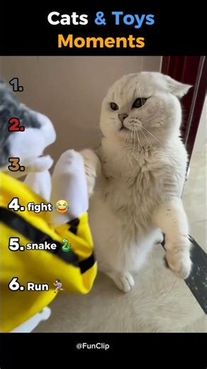 cats & toys moments #ranking #funny #funnyanimals #cutecats #toys