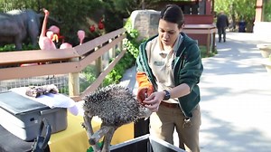 Charles Paddock Zoo in Atascadero Lake Park in California celebrates Earth Day 2022 with animal feedings and new babies. Video: Laura Dickinson #zoo #atascadero #california #animal #slo #slocounty #earthday #babyanimals | The Modesto Bee | Facebook