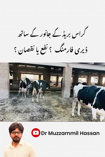 #FeedFormulation #explore #Friesian #experiment #SmallFarmers #uk #Australia #Dairyfarming #Wanda #bengals #smallfarmers #Vet #Abortion #ClimateAction