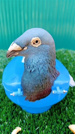kabutor i treatment pigeon297 #birds #pigeon #short #kabutar#kalapati #pigeontreatment