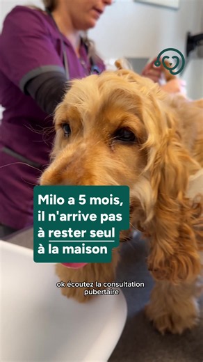 Gérer la solitude d’un chiot cocker : conseils pratiques