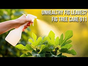 Unhealthy Fig Leaves? Fig Tree Care 911: From Sick Leaves to Healthy Growth in No Time