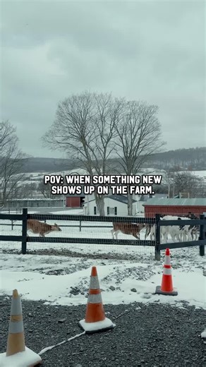 One thing about cows… they always want to be in the know. Whether it’s a tractor, a delivery, or a farmer walking by, they’re always ready to see what’s going on. 🐄 🚜 #NewYorkDairy #FarmLife #DairyCows #OnTheFarm #Cow