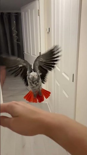 African Grey parrot flying slow motion