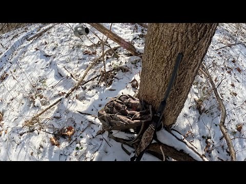 How to hunt coyotes in the woods : Fox pro game calls