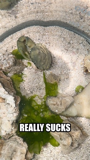 286K views · 7.8K reactions | Realistically I know that Toothpick was...