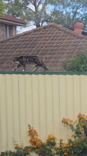 Matcha the cat's usual fence walk routine on my backyard fence #cat #backyard #kitten #tabbycat