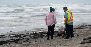 It's a ruff job: Are dogs the secret to oil spill response?