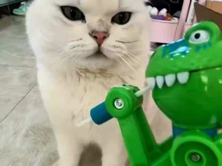 人生的加载圆圈一直在转。请稍候#LoadingCat #SystemLag #Patience