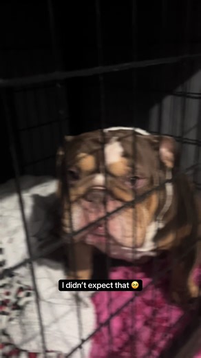 He peed the bed! That explains the guilty paw 😆😆#garythebulldog2 #garythebulldog #englishbulldog #gary #tired