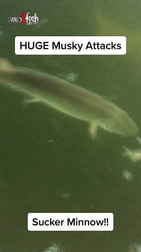HUGE musky attacks sucker minnow! #musky #darkhouse #fishing #icefishing #wired2fish