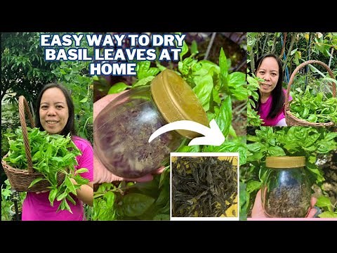 EASY WAY TO DRY BASIL LEAVES AT HOME