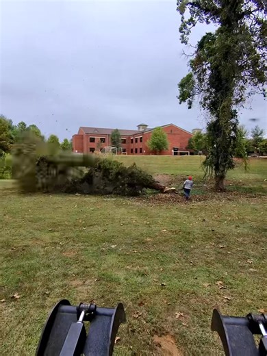 Notch & drop, !🌲🌳 it’s so satisfying when you have all the room to drop the whole tree . 🌳 | Oscar’s Tree Service, LLC