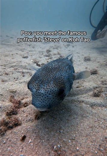 Meet the Famous Pufferfish Steve While Diving in Koh Tao