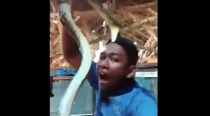 Man Teases Snake Live on Camera, Gets Bitten by the Reptile on Forehead! Watch Viral Video | 👍 LatestLY