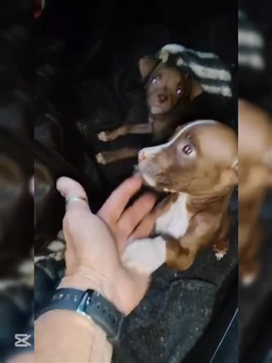 The Harsh Reality of Irresponsible Breeding Tonight, I received a distressing call from a garage owner in Pretoria West who witnessed a man selling two tiny, frail pitbull puppies at a street corner. These vulnerable pups were being traded for drugs, a clear sign of the cruelty and irresponsibility that plagues our breed. As an animal welfare inspector and behaviourist, I’ve seen the devastating effects of backyard breeding and neglect. These puppies, barely six weeks old, were malnourished, ter