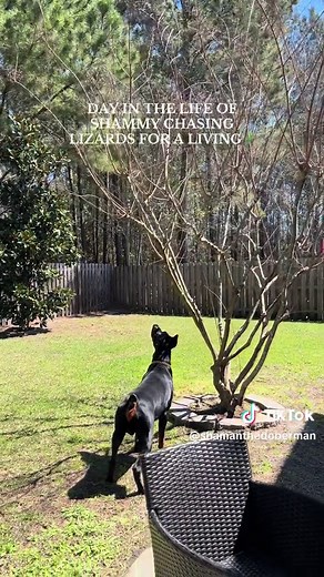 Shaman the Doberman (@shamanthedoberman)’s videos with Monkeyshine-JP - Lt FitzGibbons Men