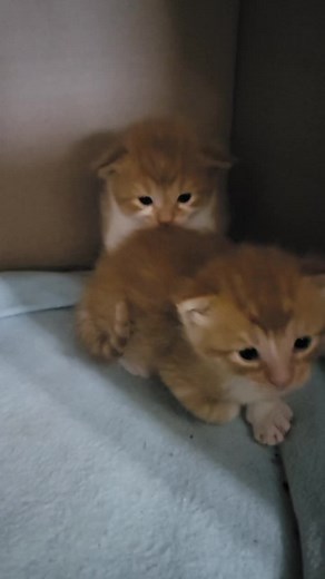 Trixie Tang on TikTok