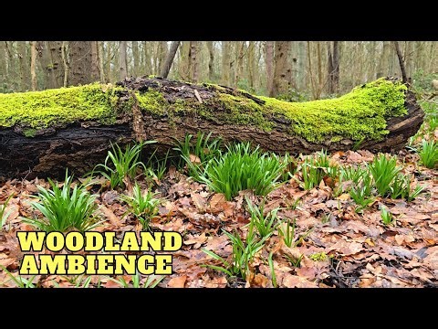 Woodland Ambience Scenes – A Peaceful Escape