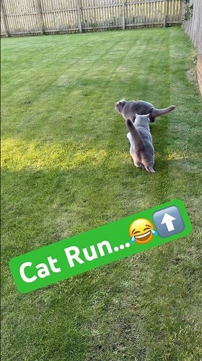Indoor cats running outside #cat #cats