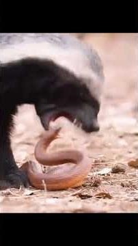 Wilderness cobra at least a little