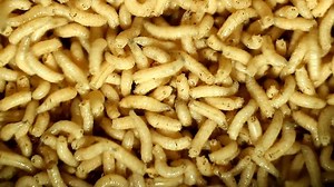 maggots crawling closeup macro