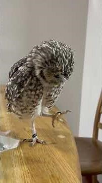 ヒモで遊ぶアナホリフクロウ🦉 #owl #birds #burrowingowl #cute #癒し #ペット