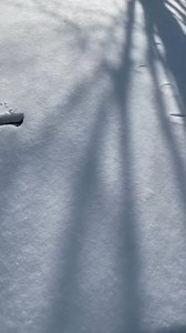 Such an intricate and challenging piece 🫎🤯 | Samuel Côté-Sculpture sur panache & Antler carving