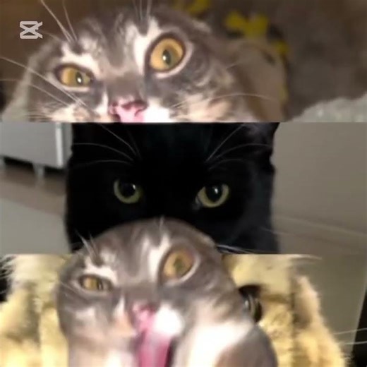 mew mow funk edit on cat