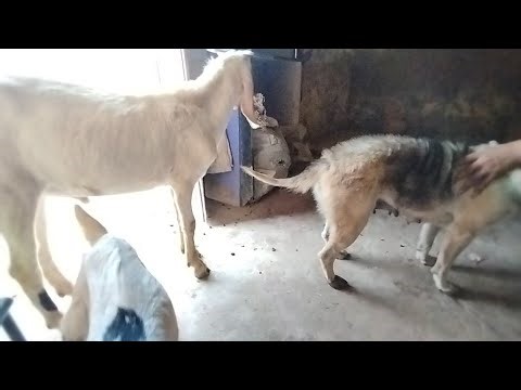 German shepherd dog and fancy goat were friends in the room ۔
