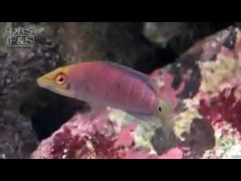 Mystery Wrasse (Pseudocheilinus ocellatus) | LiveAquaria.com