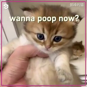 14M views · 66K reactions | The best how to poop tutorial | Meowed | Facebook