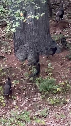 Backyard friends going home #wildlife #turkey #birds #nature
