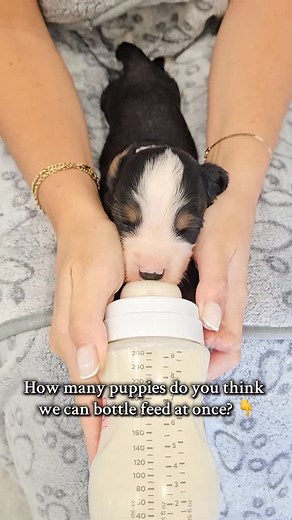 What was your guess? 😮👇 #swissridgekennels #swissridge #swissridgedoodle #australianbernedoodle #doodlesofinstagram #doodleloversofinstagram #bernedoodle #puppylove #cutepuppy #cutepup #toronto #gta #nyc #newyork #gtadogs #dogsoftoronto #dogsofnyc #doodlebreeder #ethicalbreeder #dogsofinstagram #dogphotography #newbornpuppy | SwissRidge Kennels