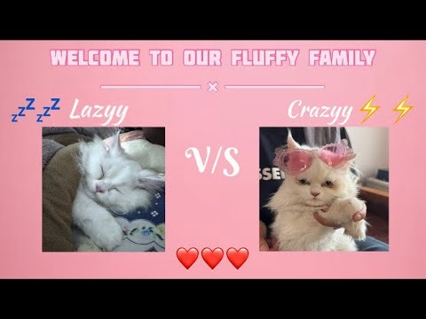 Meet Leo and Snowbell 🐱❤️