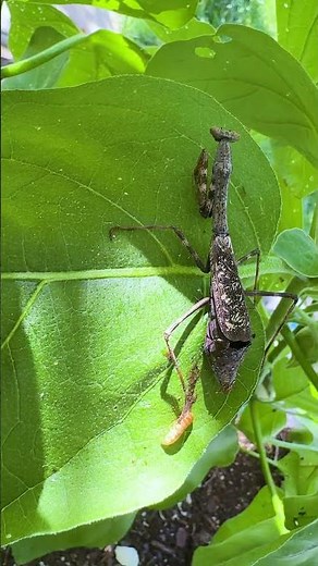 Watch: Something is Breaking Out of This Mantis