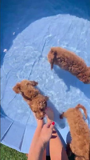 PUPPIFY- Your Life #puppify #pudel #pets #toypudel #schweiz #cute #love #maltipoo